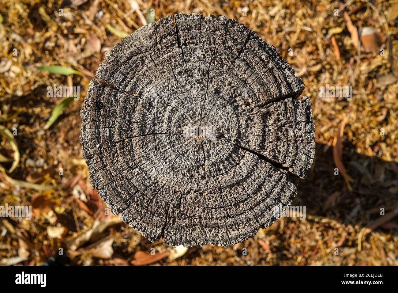 Konzentrische Kreise am Ende eines Zaunmastes gemacht Aus Holz Stockfoto