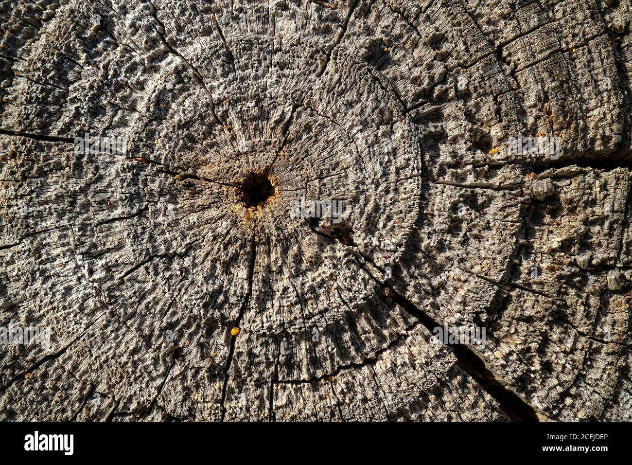 Konzentrische Kreise am Ende eines Zaunmastes gemacht Aus Holz Stockfoto