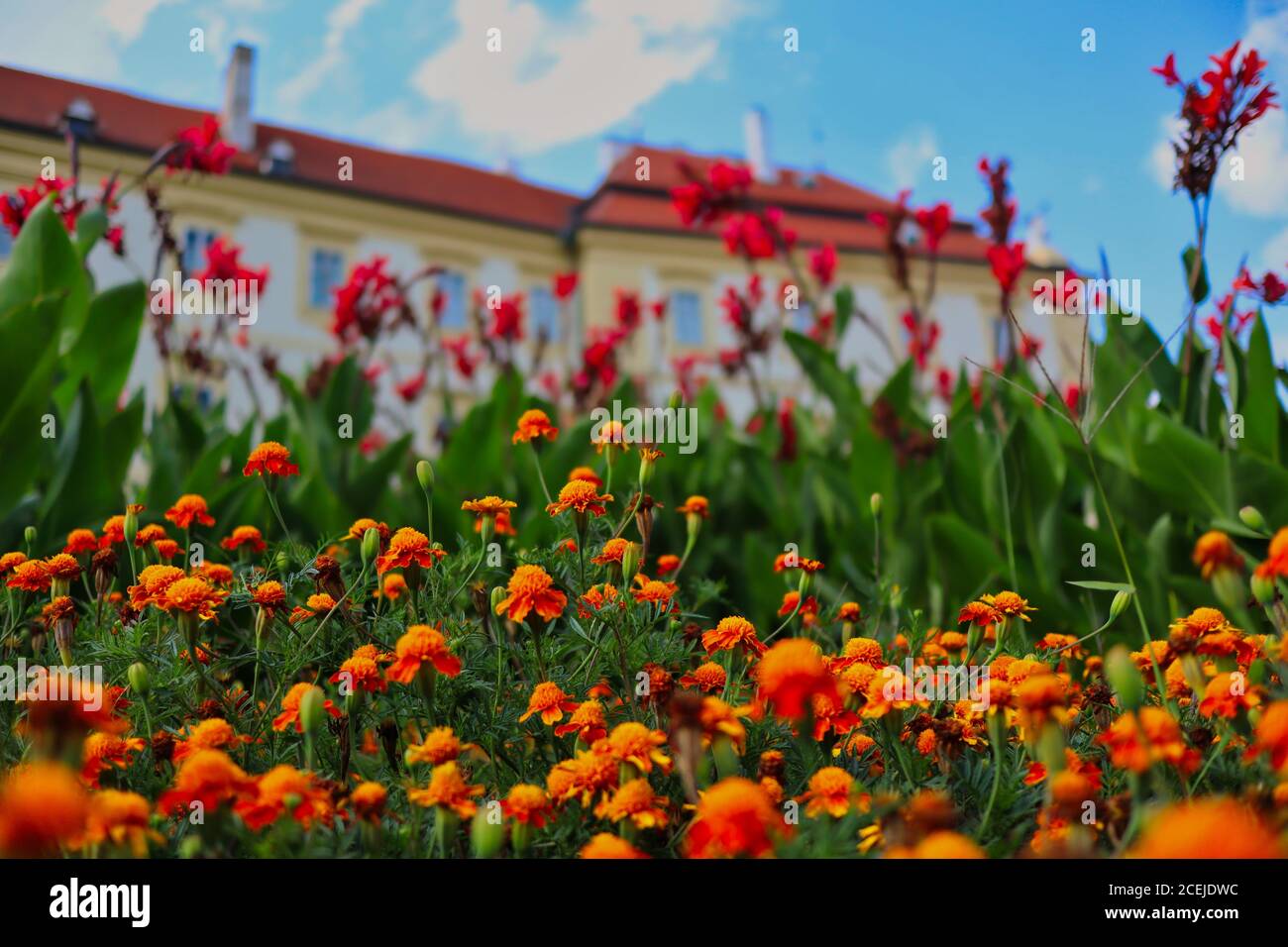 Orange African Marigold (Tagetes Erecta) im Valtice Chateau Garden während sonnigen Sommertag. T Stockfoto