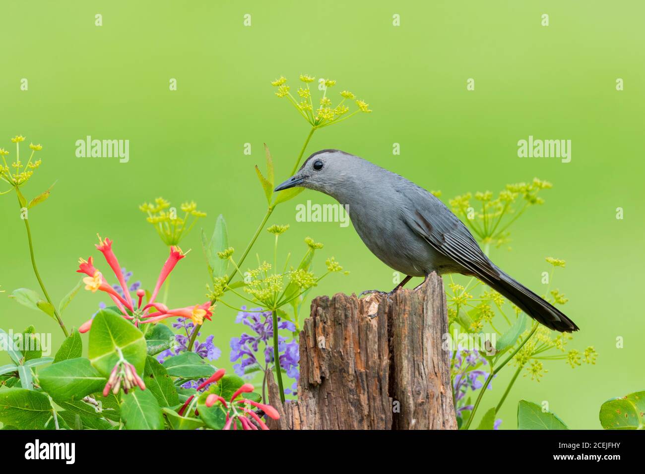 01392-03715 Graue Catbird (Dumetella carolinensis) auf Zaunpfosten in der Nähe von Blumengarten Marion Co. IL Stockfoto