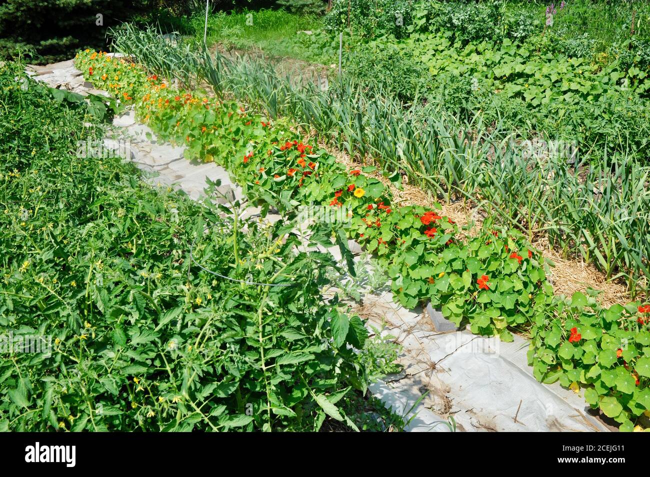Reihen von verschiedenen gesunden Pflanzen wie Knoblauch, Nasturtien,  Tomaten und Gurken, auf einer kleinen Farm in Browntown, Wisconsin, USA  Stockfotografie - Alamy