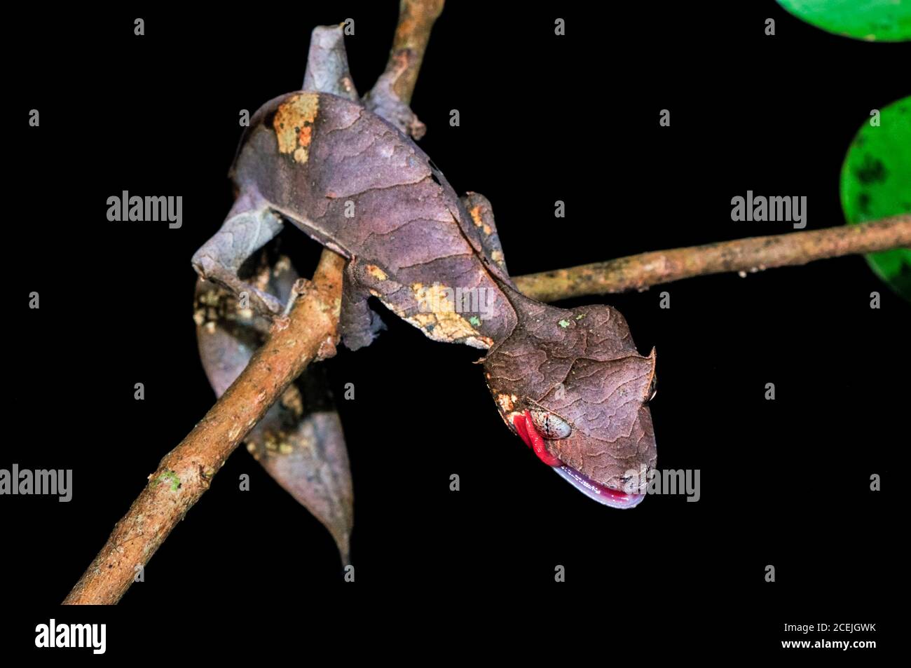 Satanischer Leaf-tailed Gecko, Uroplatus phantasticus, adultes Weibchen, Ranomafana-Nationalpark, Madagaskar Stockfoto