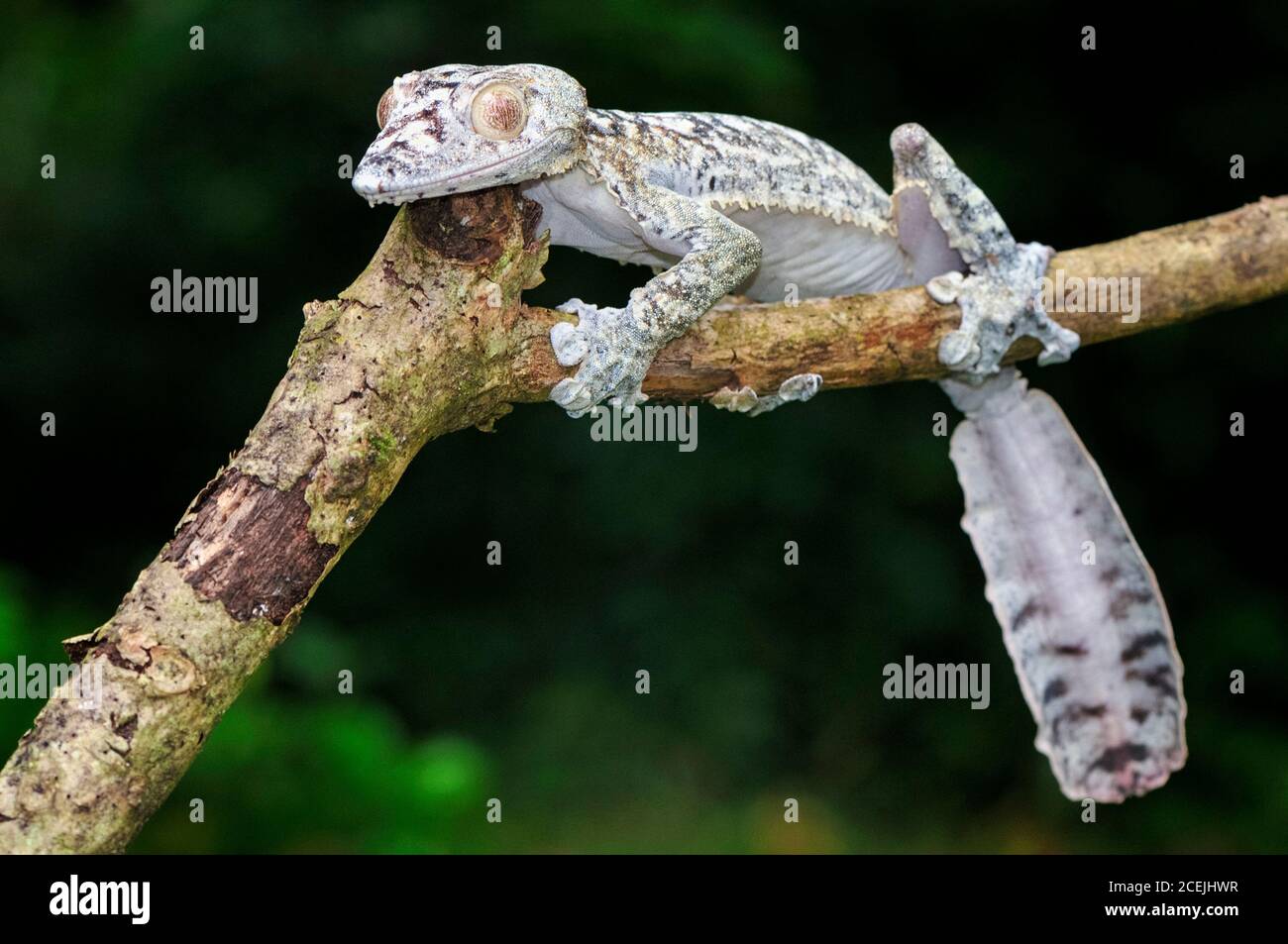 Riesenblattschwanz-Gecko, Uroplatus giganteus, Montagne d'Ambre Nationalpark, Madagaskar Stockfoto