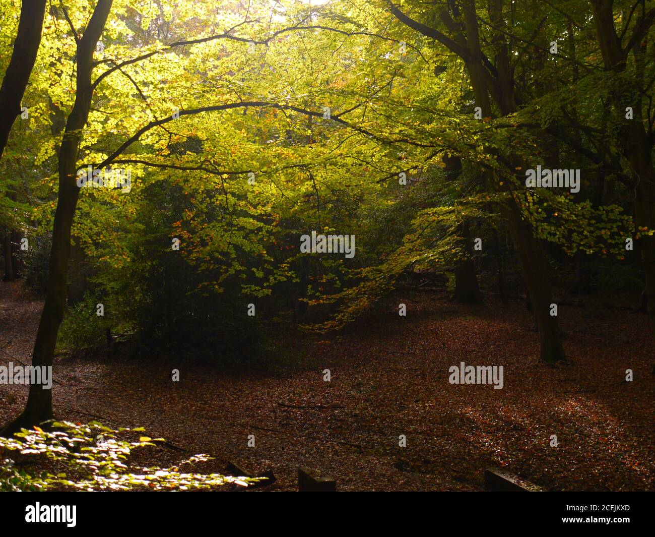 Burnham Beeches, Burnham, Buckinghamshire, Großbritannien. Stockfoto