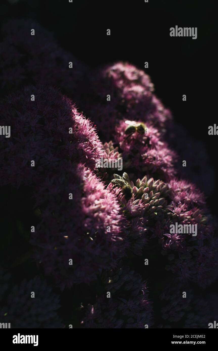 Schatten auf rosa Blüten Stockfoto