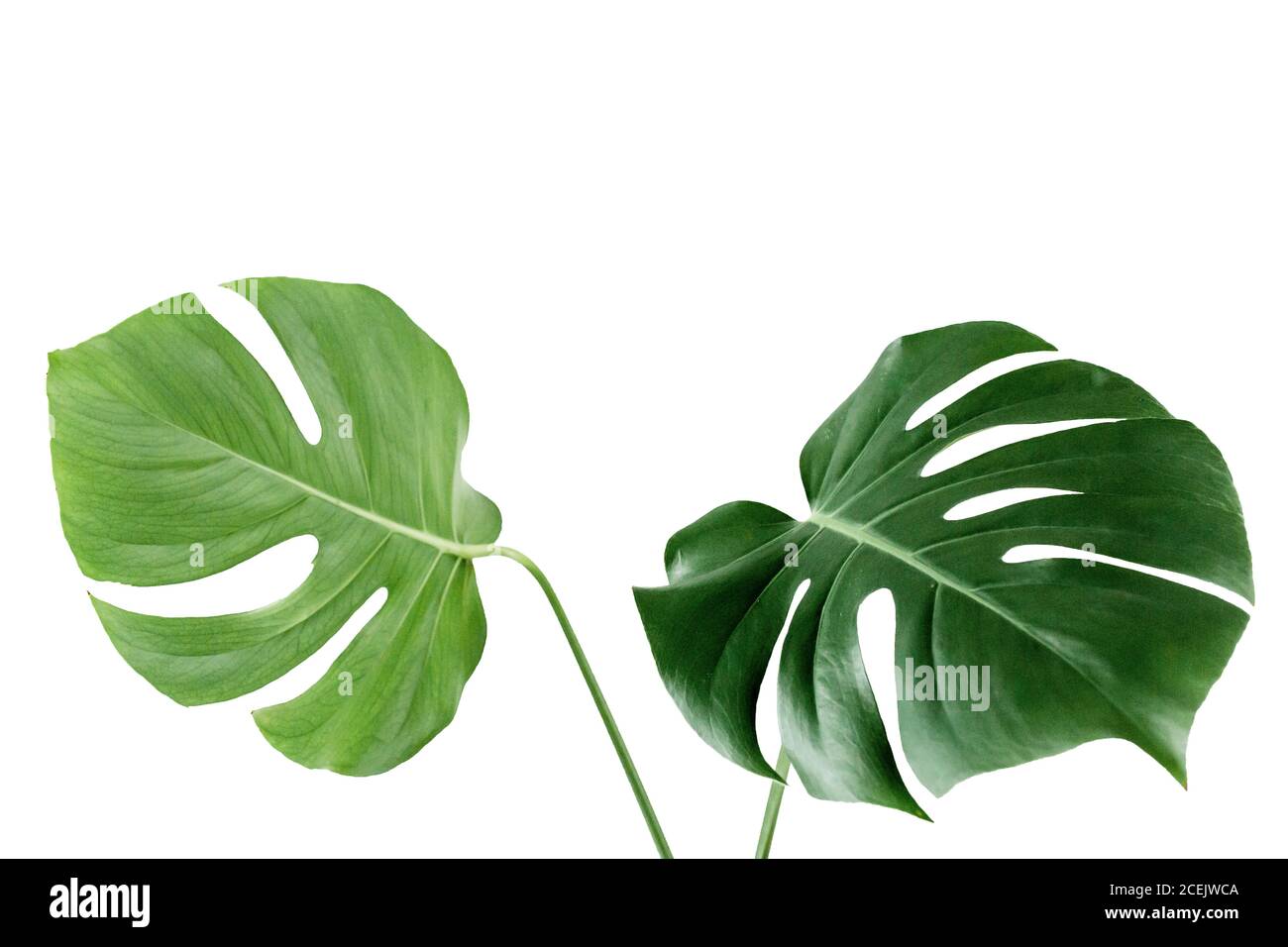 Nahaufnahme des Monstera-Blattes. Tropische Palmenblätter Monstera isoliert auf weißem Hintergrund. Tropisches Naturkonzept. Stockfoto