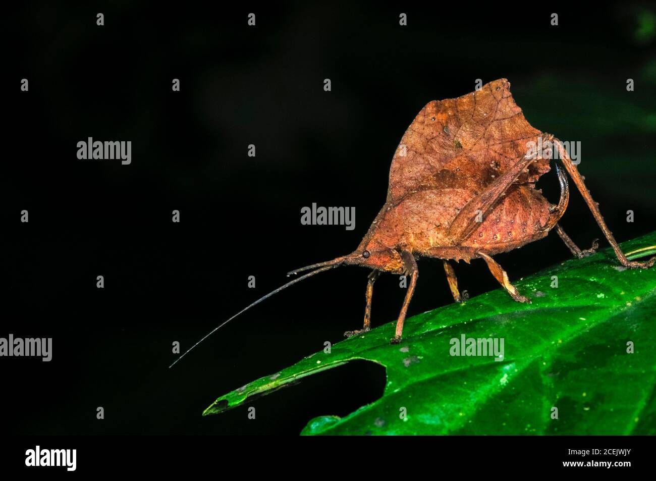 Totes Blatt-Mimic katydid, Typophyllum sp., Tambopata National Reserve, Madre de Dios Region, Tambopata Provinz, Peru, Amazonien Stockfoto