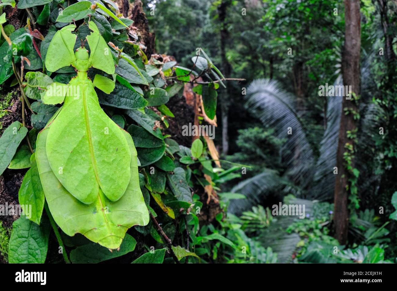 Riesenblatt-Insekt, Phyllium giganteum, getarnt (mit Mimikry), um das Aussehen von Blättern zu nehmen, Cameron Highlands, Malaysia Stockfoto