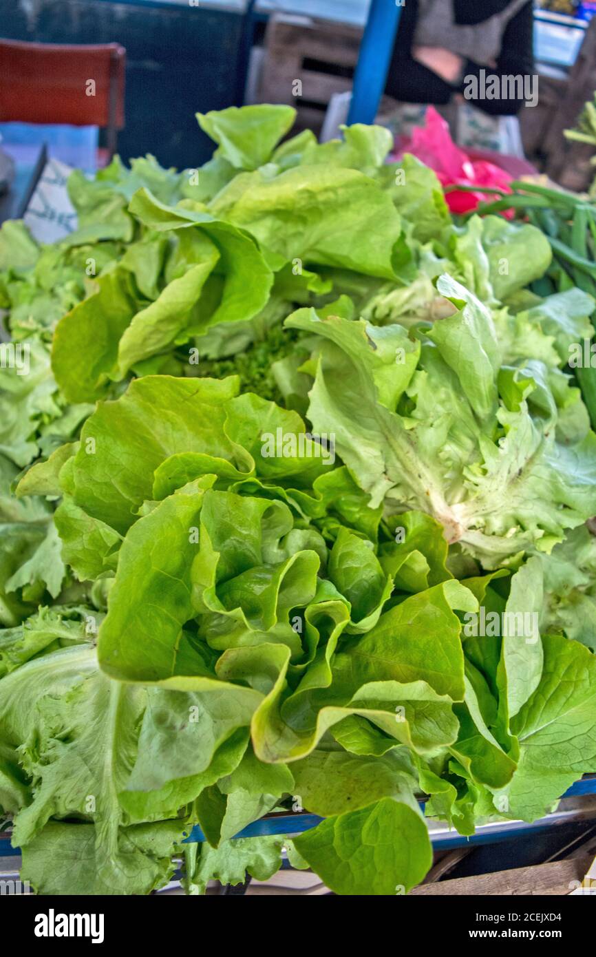 Bieten Sie auf dem Markt frisch gepflückten Salat zu kaufen. Der Salat ist gesund und voller Vitamine. Stockfoto