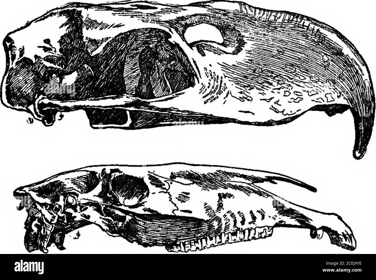 . Tiere der Vergangenheit, ein Bericht von einigen der Geschöpfe der alten Welt. Große Phorhacos, einer seiner contemporaries, war nicht nur fast so groß, butquite einzigartig im Aufbau. Stellen Sie sich einen Vogel vor, der sieben oder acht Fuß hoch ist, von der Sohle seiner großen, scharfklatschigen Füße bis zur Spitze seines riesigen Kopfes, diesen Kopf auf einem so dicken Hals wie der eines Pferdes ausbalancieren, ihn mit einem Schnabel so scharf wie ein Eispickel und fast so gewaltig bewaffnen, Und Sie haben eine Ahnung von diesem gefiederten Riesen der Ancientpampas. Der Kopf war wirklich kolossalfür die eines Vogels, Maß 23 Zoll Inlength durch 7 in der Tiefe, während tha Stockfoto