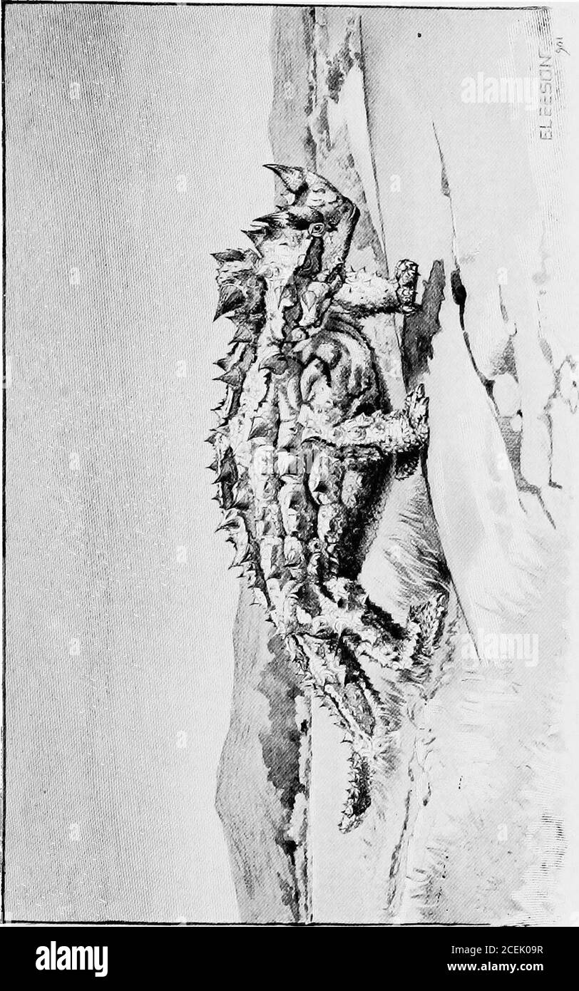 . Tiere der Vergangenheit, ein Bericht von einigen der Geschöpfe der alten Welt. ed Gesicht, hada bemerkenswerten Schädel, der Rückwardover den Hals projizierte, wie ein Feuerwehrmann Helm, oder asunbonnet getragen Hinterseite vor, während overeach Auge war ein massives Horn nach vorne gerichtet, ein Drittel, Aber viel kleineres Horn ist einige Male auf der Nase vorhanden. Die Uttle homed Kröte, die überhaupt nicht atoad ist, ist die nächste Andeutung, die wir hambeto-Tag von Triceratops; aber könnte er realizethe Ehrgeiz des Frosches in der Fabel und swell selbst zu den Dimensionen eines Ochsen, sollte sogar dann nur ein Schweinchen verglichen mit seinem alten Stockfoto