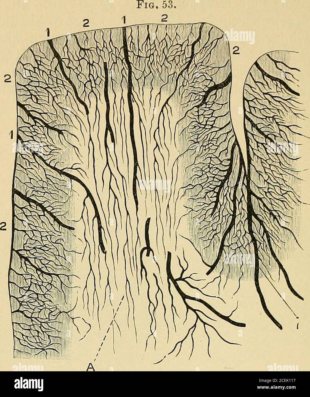 . Eine Abhandlung über nervöse und psychische Erkrankungen, für Studenten und Praktiker der Medizin. Tikulararterien). 6. Arterien des Echiasmas. 7. Arterien der Commissure und vordere Pfeiler des Fornix. 8. Arteriesder Verwicklungen der Insula und des Klaustrums. Die Arteria opto-striate ist in der Abbildung nicht neu eingelassen. (Duret ) hat außerdem gezeigt, dass die hintere Hirnarterie nicht nur den optischen Thalamus, sondern auch die Korpora quadrigeminaund die Tegmentregion des Crus versorgt. Einer dieser Zweige ist der optische Thalamus, die postero-interne Optikarterie, die die Innentinnen versorgt Stockfoto