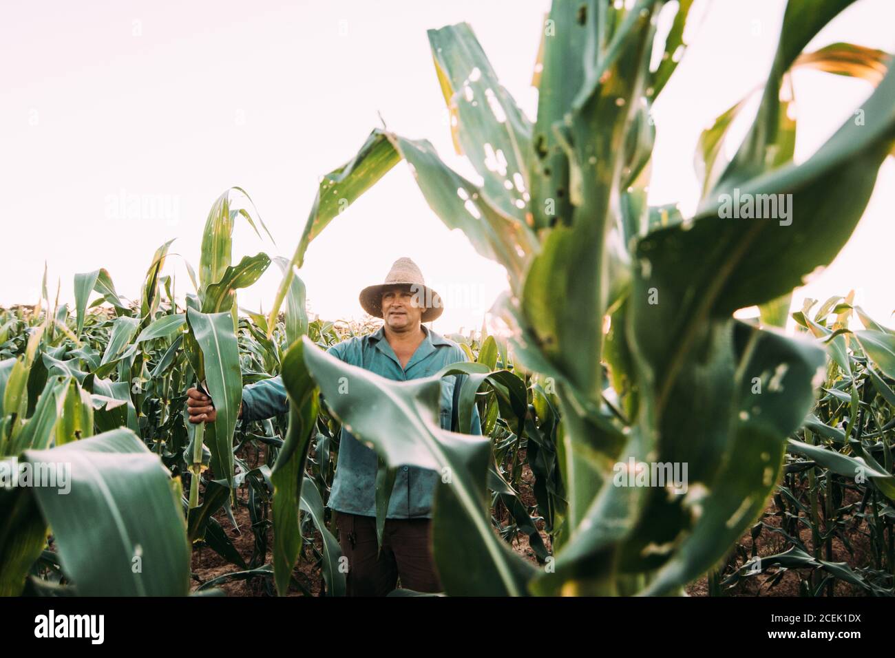 LA HABANA, KUBA - 1. MAI 2018: Erwachsener Mann im Hut, der zwischen grünen Blättern von Pflanzen auf dem Feld steht und selbstbewusst und stolz aussieht, Kuba. Stockfoto LA HABANA, KUBA - 1. MAI 2018: Erwachsener Mann im Hut, der zwischen grünen Blättern von Pflanzen auf dem Feld steht und selbstbewusst und stolz aussieht, Kuba. Stockfoto