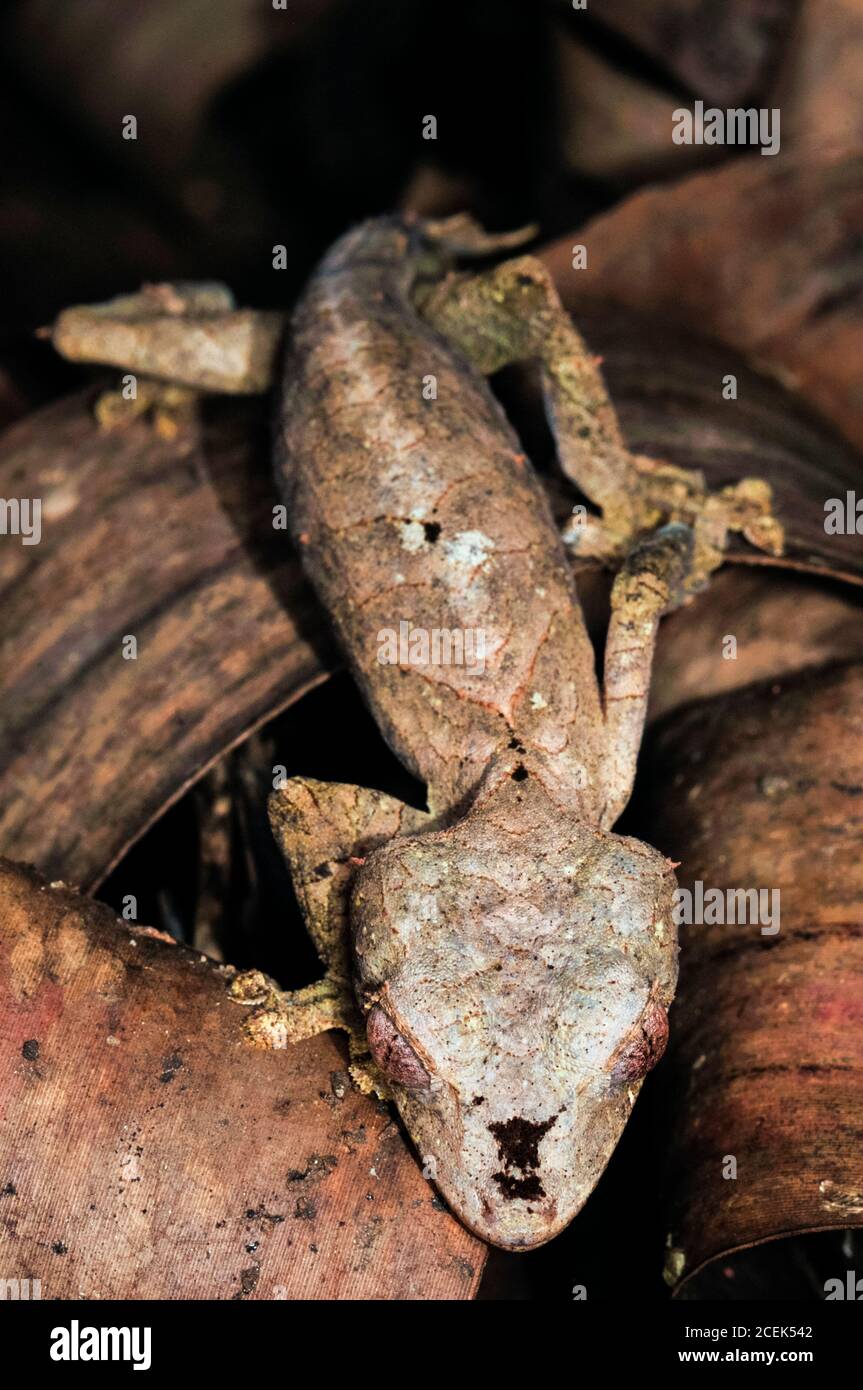 Spearpoint Blatt-Schwanz Gecko, Uroplatus ebenaui, Nosy Be, Madagaskar Stockfoto