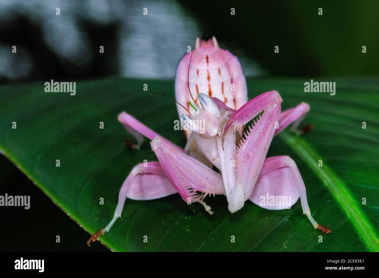 Rosa Orchideenmantis, malaysische Orchideenmantis, Hymenopus coronatus oder Hymenopus bicornis, eine Blumenmantis, eine Gottesanbeterin, die zur Perfektion nachahmt Stockfoto