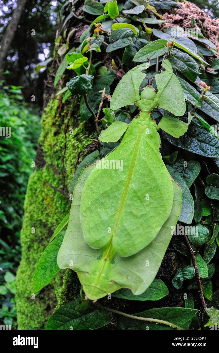Riesenblatt-Insekt, Phyllium giganteum, getarnt (mit Mimikry), um das Aussehen von Blättern zu nehmen, Cameron Highlands, Malaysia Stockfoto