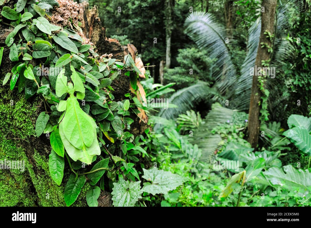 Riesenblatt-Insekt, Phyllium giganteum, getarnt (mit Mimikry), um das Aussehen von Blättern zu nehmen, Cameron Highlands, Malaysia Stockfoto