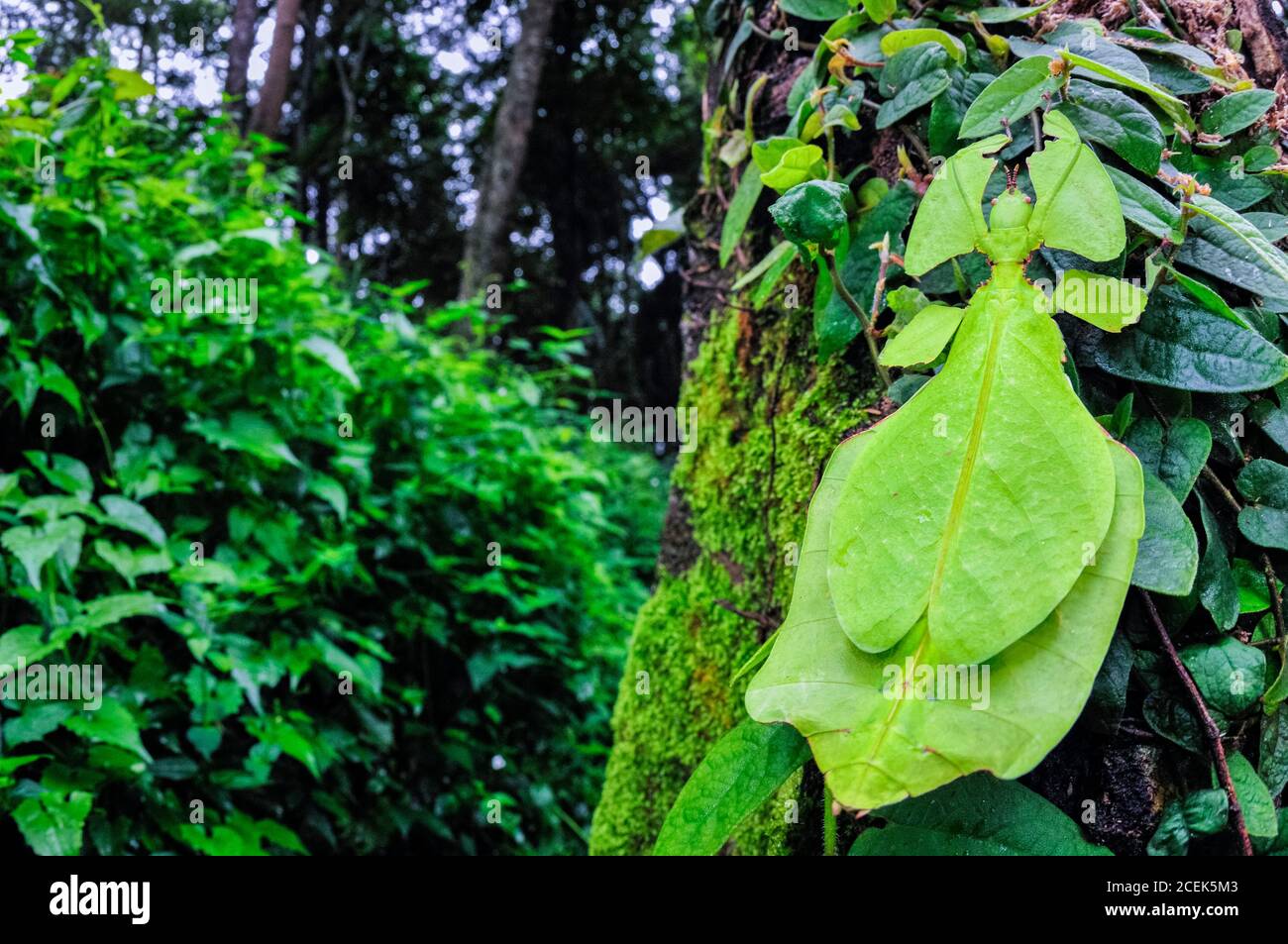Riesenblatt-Insekt, Phyllium giganteum, getarnt (mit Mimikry), um das Aussehen von Blättern zu nehmen, Cameron Highlands, Malaysia Stockfoto