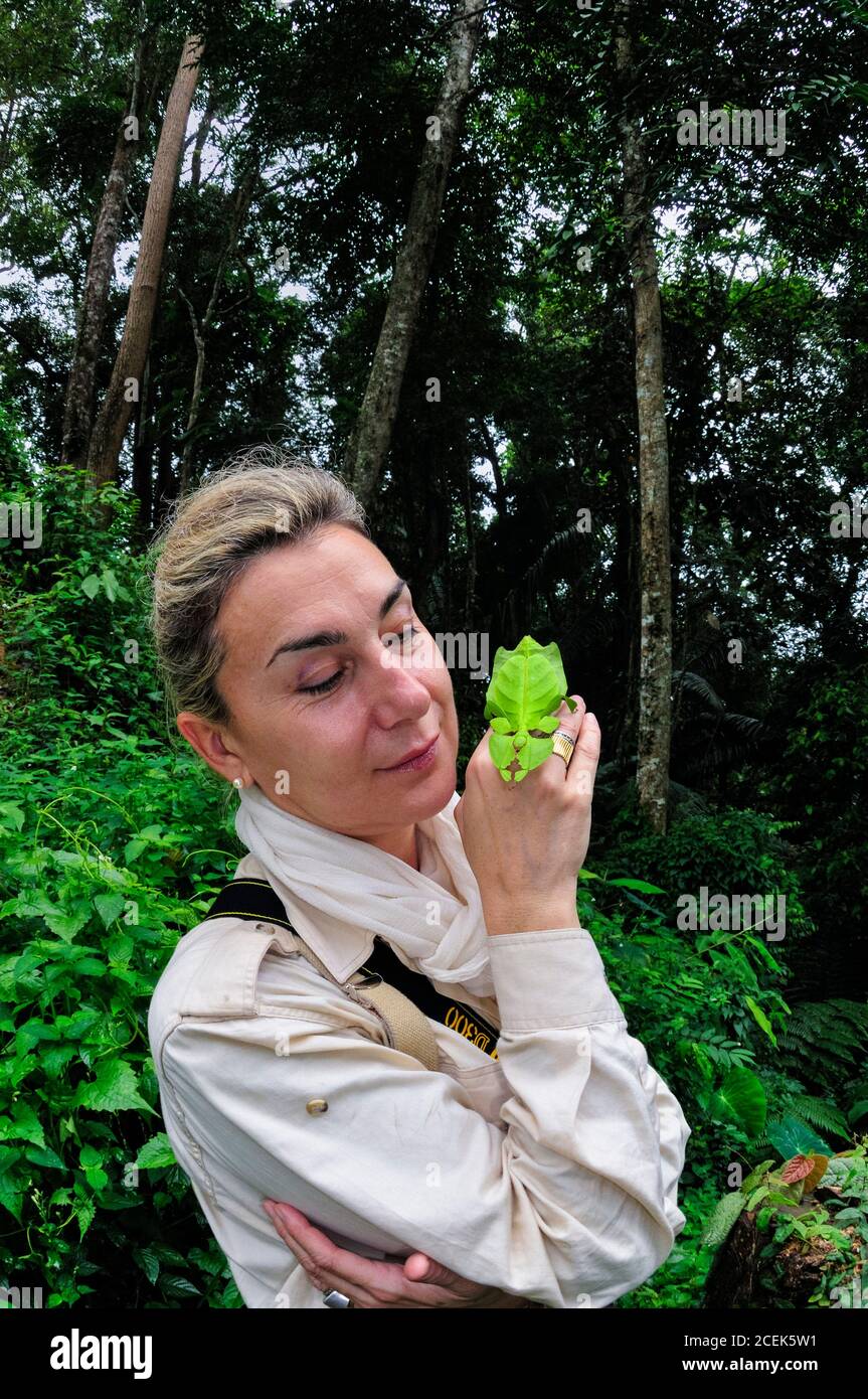 Antonella Ferrari mit einem Riesenblatt-Insekt Phyllium giganteum, ein großes nächtliches Phasmid Südostasiens, das bis zur Perfektion einen Satz von Blättern nachahmt Stockfoto