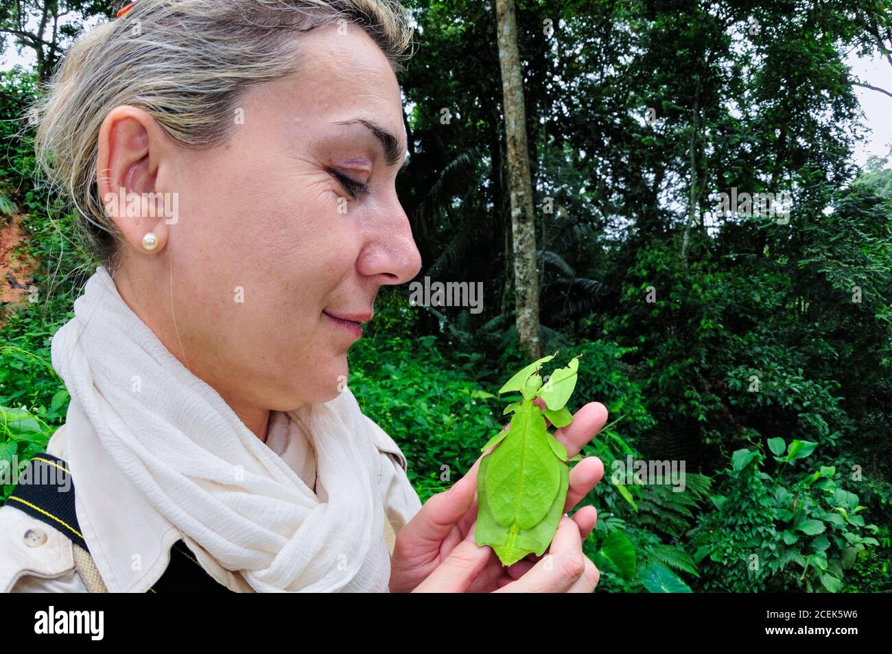 Antonella Ferrari mit einem Riesenblatt-Insekt Phyllium giganteum, ein großes nächtliches Phasmid Südostasiens, das bis zur Perfektion einen Satz von Blättern nachahmt Stockfoto