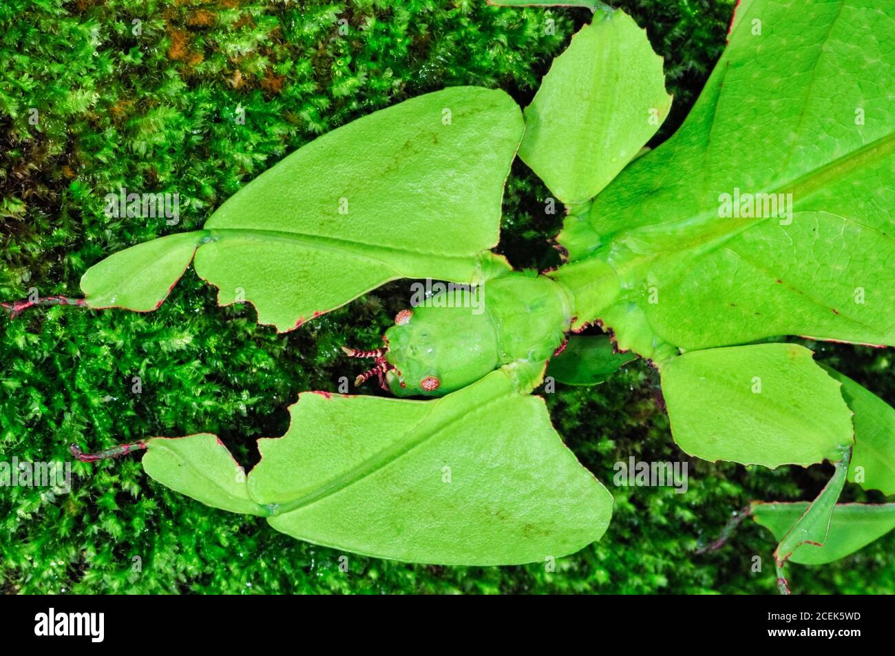 Riesenblatt-Insekt, Phyllium giganteum, getarnt (mit Mimikry), um das Aussehen von Blättern zu nehmen, Cameron Highlands, Malaysia Stockfoto