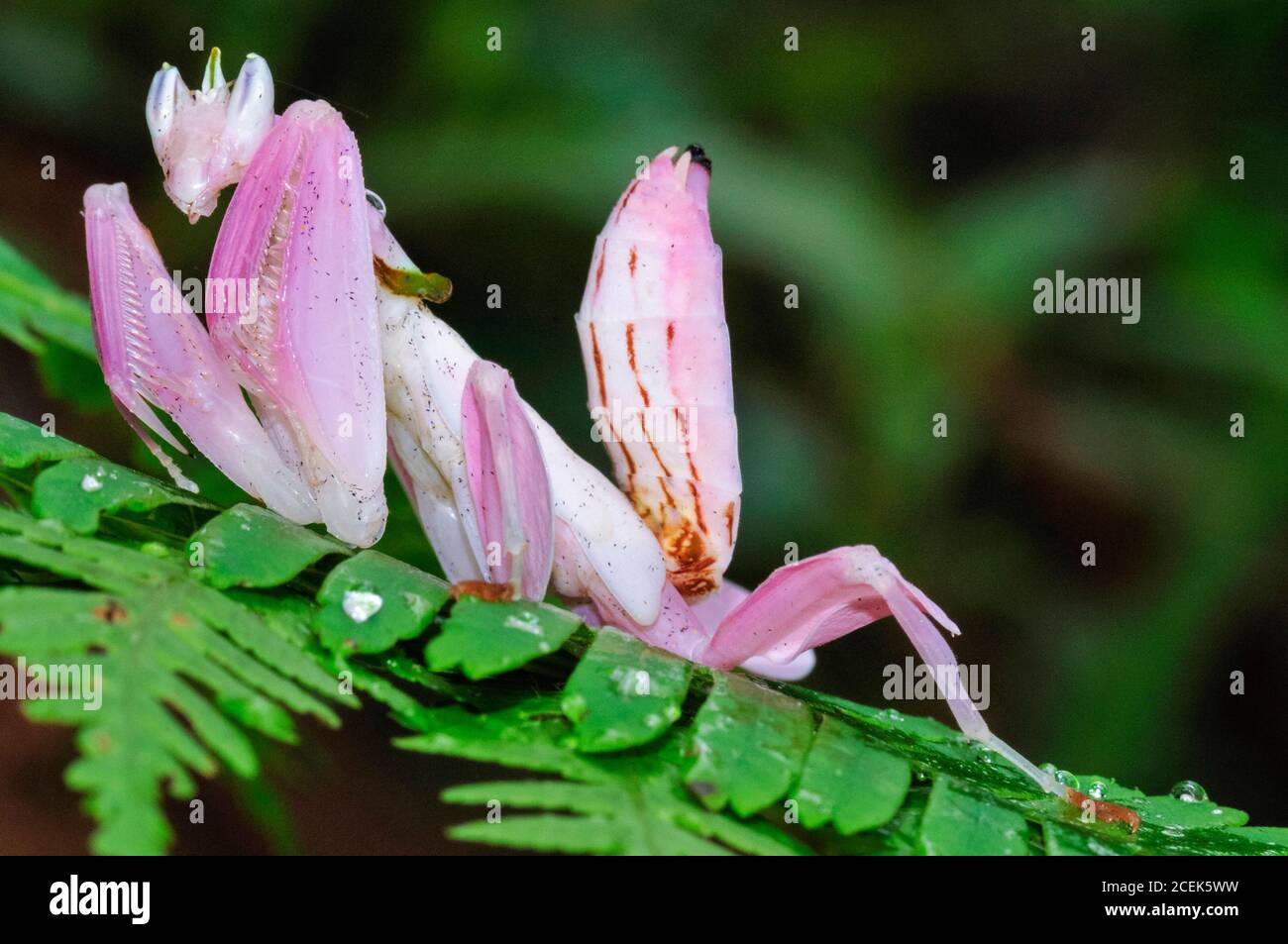 Rosa Orchideenmantis, malaysische Orchideenmantis, Hymenopus coronatus oder Hymenopus bicornis, eine Blumenmantis, eine Gottesanbeterin, die zur Perfektion nachahmt Stockfoto