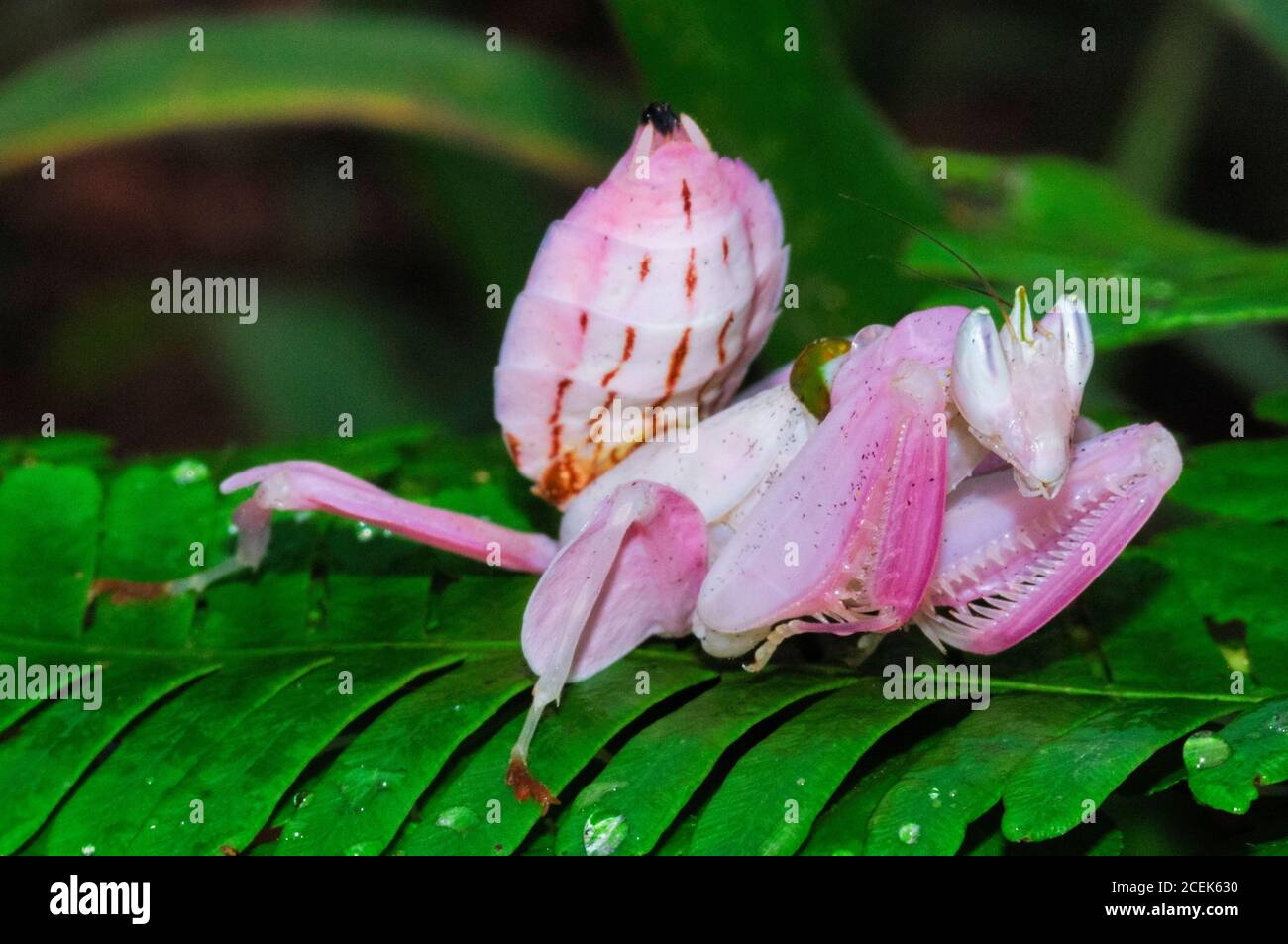 rosa-orchideenmantis-malaysische-orchideenmantis-hymenopus-coronatus