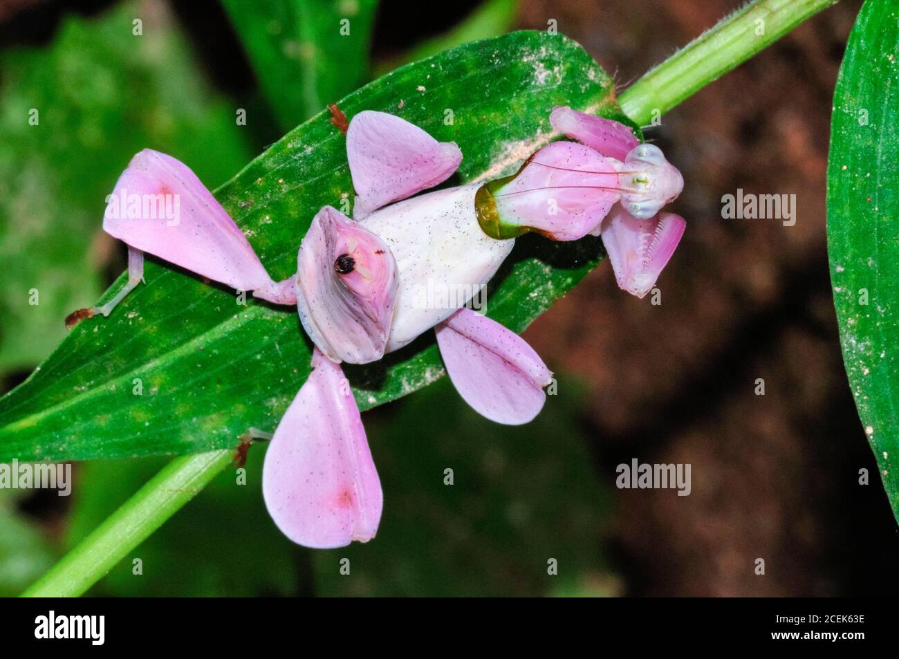 rosa-orchideenmantis-malaysische-orchideenmantis-hymenopus-coronatus