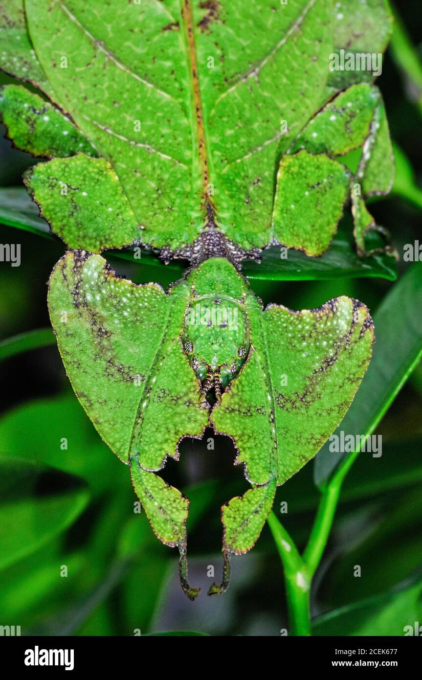 Riesenblatt-Insekt, Phyllium giganteum, getarnt (mit Mimikry), um das Aussehen von Blättern zu nehmen, Cameron Highlands, Malaysia Stockfoto