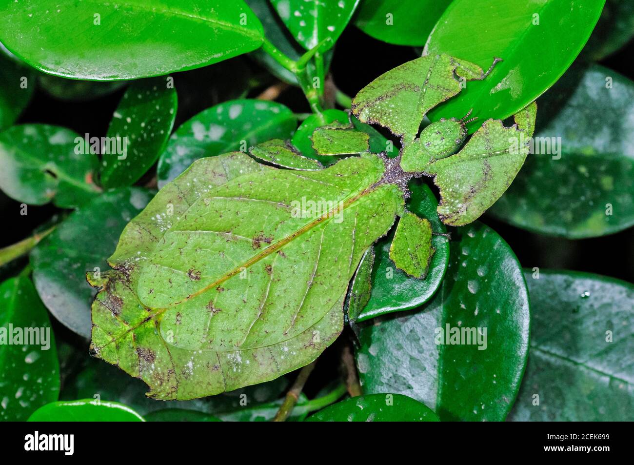 Riesenblatt-Insekt, Phyllium giganteum, getarnt (mit Mimikry), um das Aussehen von Blättern zu nehmen, Cameron Highlands, Malaysia Stockfoto