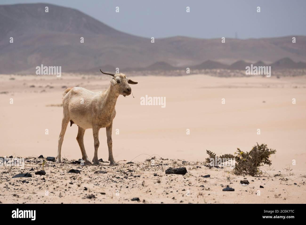 Ziege auf Hügel in Fuerteventura Wüste Stockfoto