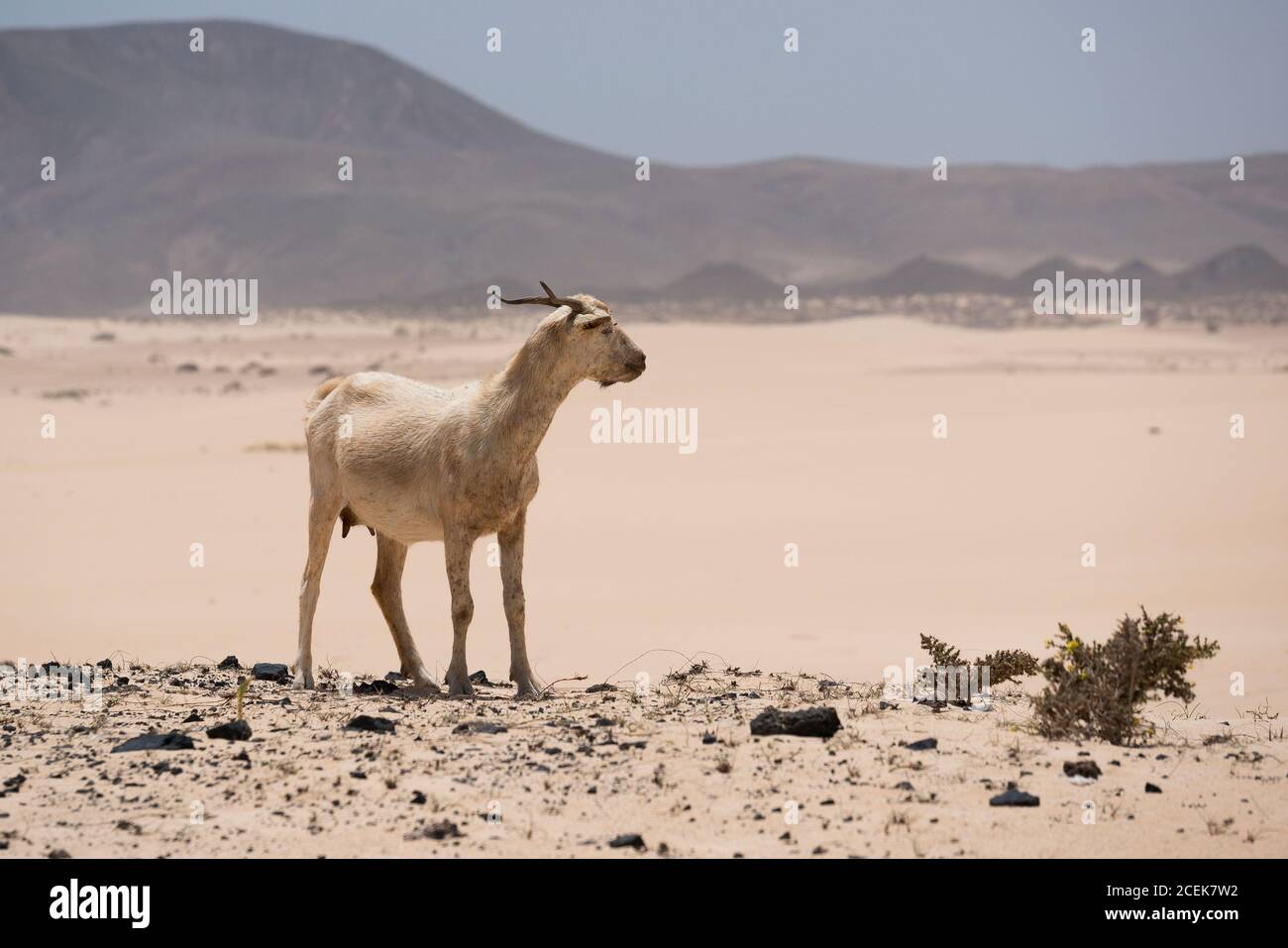 Ziege auf Hügel in Fuerteventura Wüste Stockfoto