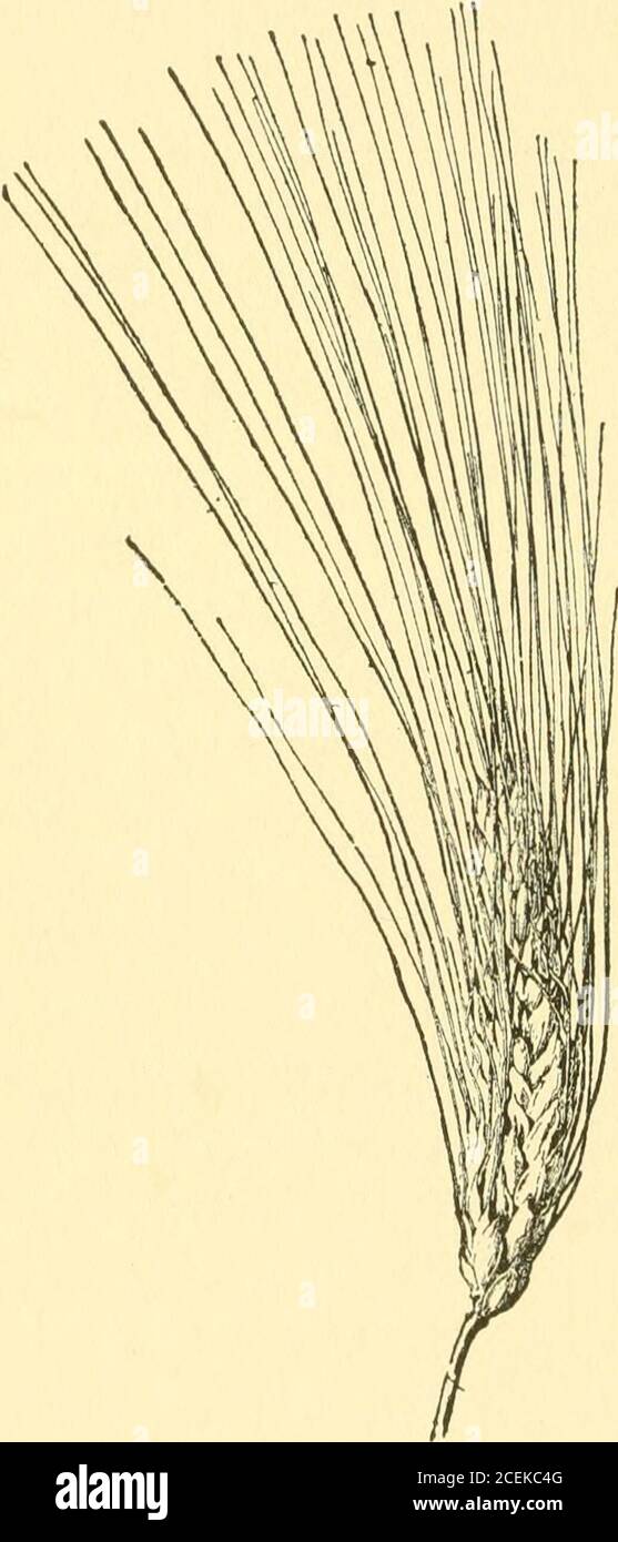 . Landwirtschaftliche Nutzpflanzen; eine praktische Abhandlung über den Anbau von amerikanischen Feldfrüchten: Mit kurzen und populären Ratschläge über die Aussaat, Anbau, Handhabung und Vermarktung von landwirtschaftlichen Nutzpflanzen, und über die Verwaltung von Flächen für die größten Erträge. Etwas anders als 148 LANDWIRTSCHAFTLICHEN NUTZPFLANZEN gewöhnlichen Weizen. Sie sind ziemlich groß; die Leine sind glatt; die Köpfe schlank, manchmal kurz, aber kompakt und immer bärtig mit sehr langbärtigen. Die Körner sind weißlich gelb, ratherlong und sehr hart. Dieser Weizen mag einen Boden, der reich an Pflanzenmatter ist und daher sehr fruchtbar ist. Seine Wahl ist für ein heißes, trockenes Klima, und s Stockfoto
