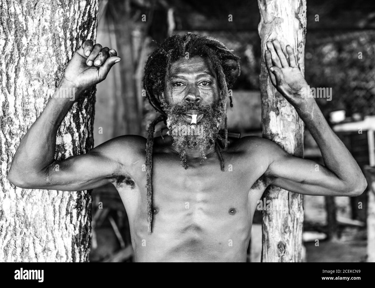 African American bärtigen Mann mit Dreadlocks und upped Hände rauchen Zigarre in der Nähe von Bäumen Stockfoto