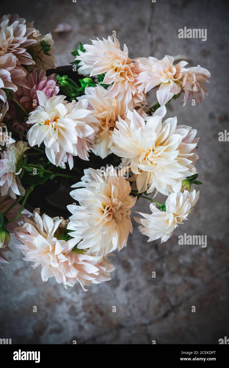 Closeup Haufen von schönen frischen rosa Chrysanthemen auf unscharfen Hintergrund Stockfoto