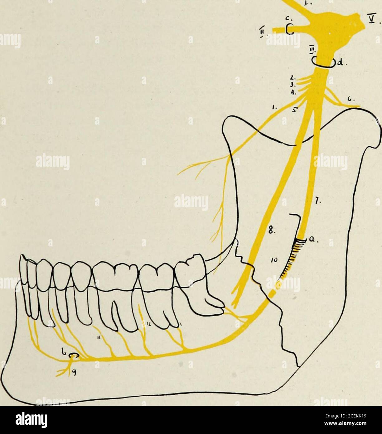 . Mundanästhesie; Lokalanästhesie in der Mundhöhle, Technik und praktische Anwendung in den verschiedenen Bereichen der Zahnmedizin. Abb. 22. Nervus trigeminus: (Nervus cranialis vtli). Im Oberkiefer zeigt der Oberkiefer des N. maxillaris. Im Mandibula mit dem N. mandibularis. ANATOMYUF DIE ORALE CAllTY 33 inferioren Ramus, wiiicli geht nach vorne in den Winkel der themonth. Es liefert Tlie-Erweiterung des Muskels, und die Membran der Wange, auch die bukkale Seite der Gumin den Unterkiefer zwischen dem tirst bicuspid und zweiten Molar.. Abb. 2i. Schematische Darstellung von Nervus mand Stockfoto