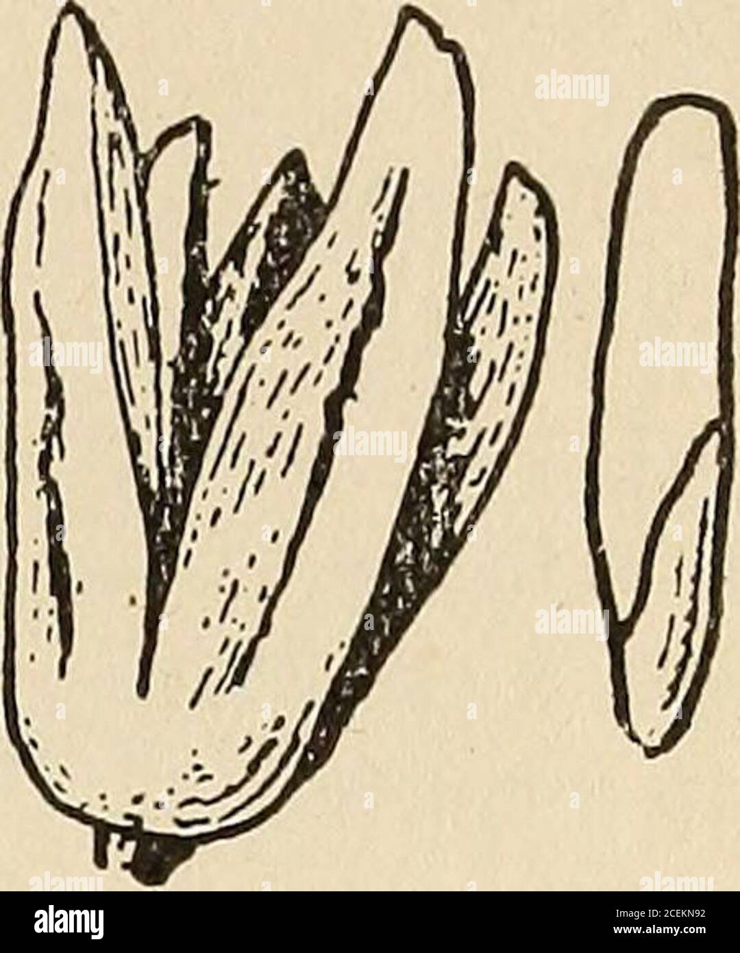 . Journal of the Straits Branch of the Royal Asiatic Society. Abb. 12. Ein Blatt von G. singaporianareduced zu i. Abb., 13. Eine Kapsel von G. singaporianaaud ein Samen aus dem Leben, nat. Größe. G. dipterosperma, kurz, in Journ. Asiatic Soc. Bengal, xlv,1876, S. 119: G. excelsa var. pubescens, D}rer in Hooker fil., FloraBrit. Indien, i. 1873, S. 291: Gordonia sp., Griffith, Posthumus-Papiere, ii. S. 99 und iii, S. 200: Dipterosperma sp., Griffith,Notulae, iv. 1854, S. 564. Es erscheint richtig, dies von G. excelsa zu trennen, wie es kurz tat.kurz schrieb Blumes Baum unterscheidet sich so sehr von dem oben genannten in den langen Stielen, Stockfoto