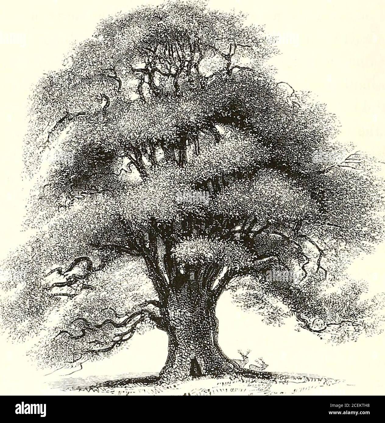 . Eine Geschichte der britischen Waldbäume, indigene und eingeführt. M andgrowth, die Zypresse, oder die Lombardei Pappel, und auf diesem Konto wird von den Franzosen, Chene cypres benannt. Es ist ein Anativ der Pyrenäen, wo es von CaptainCook, jetzt Captain Widdrington, R. N. beobachtet wurde, und ist auch metwith in den Landes bei Bordeaux, und in der BasseNavarra. Die hängende Eiche, von Moccas Court, Hereford-Shire, ist eine andere interessante Sorte, und wir können feststellen, daß die meisten der Betriebe, die von den Eicheln des Elternbaumes angehoben werden, in einem grösseren oder weniger Grad, von itweaking Charakter teilhaben. Es gibt auch einen Laciniat Stockfoto