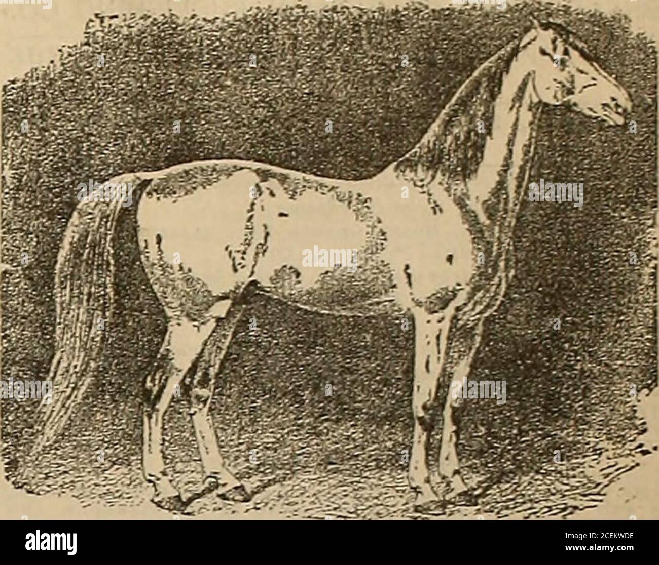 . Züchter und Sportler. : Neffen Mutter Vollschwester zu Paring Abdallah von Alexanders Abdallah,gd. Darn Lydia Tulbot von Taylors Messenger, z. b. gd. Mutter Dolly von Yar-nolts Virginia Whip, g. g. gd. Mutter TIB von Morning Glory,g. g. g. gd.Mutter GED Houston Stute. X. B. – Hamhrinos-Mutter von Mambrino-Chef, Neffen-Mutter von Alex-anders Abdullah, dem Vererber der Goldsmiths Maid. Neffe machte einen Trialat Sacramento zu nutzen ln2:21K- die Zucht von Hambrino, Neffen Vater, ist genau die gleiche wie GeorgeWilkes. BEDINGUNGEN: Neffe steht die Saison für j50; Weide 2 Dollar pro Monat. Stuten atowner Risiko. Neffe ist das billigste Pferd st Stockfoto