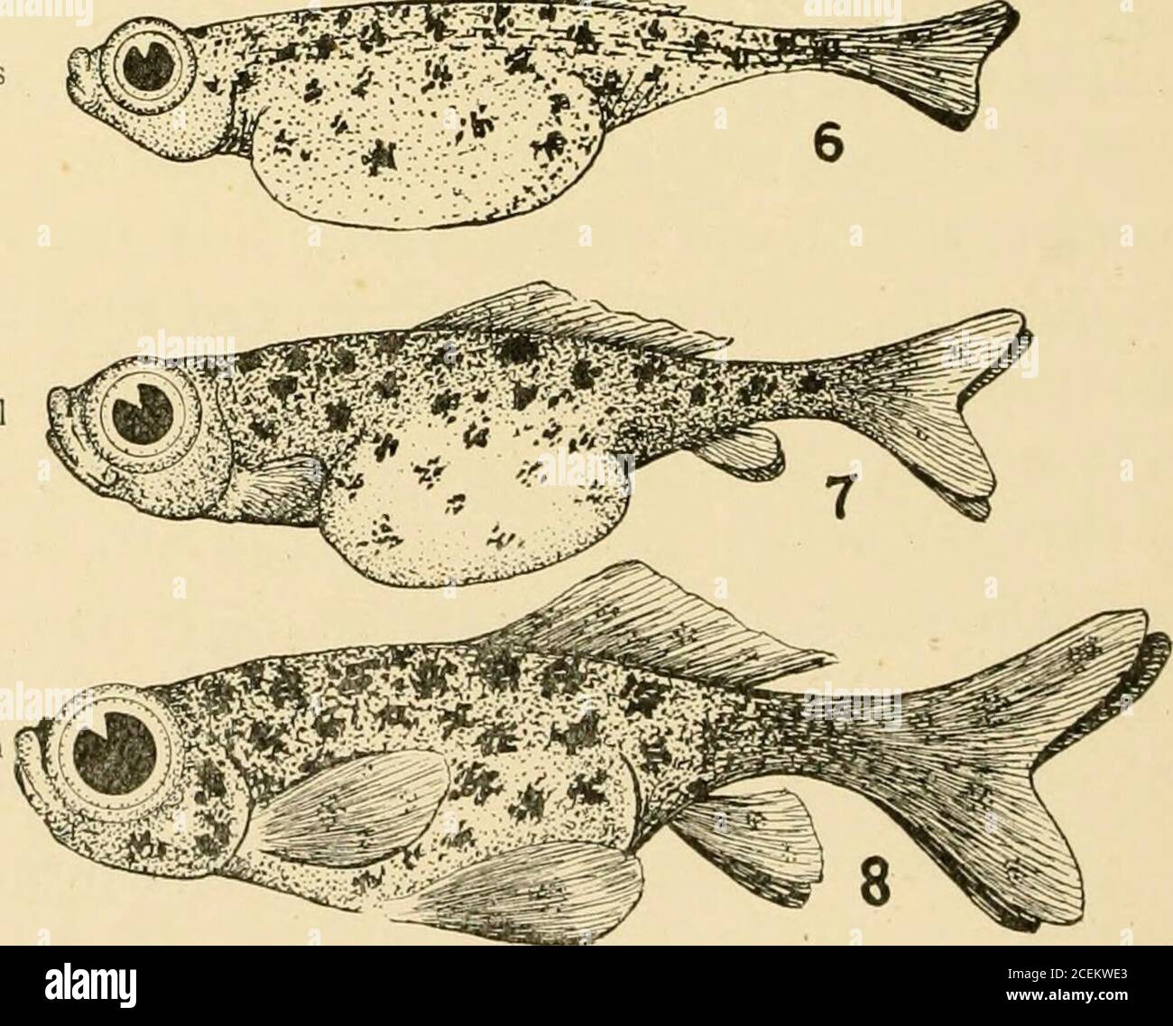 . Goldfische Rassen und andere Aquarienfische, ihre Pflege und Vermehrung : ein Leitfaden für Süß- und Meerwasseraquarien, ihre Fauna, Flora und Management. Mit 280 erläuternden Abbildungen, gedruckt mit dem Text. 6. Alevin fünf Tage alt; dorsal und kaudal fein entwickelt. 7. Alevin sieben Tage alt; Brustpanzer und Anafine entwickelten sich. 8. Das vollständig entwickelte Teleskop Fry, zehn Tage alt. &gt;&& ^^^feg. Stark vergrößert. Tatsächliche Größe, Nr. 8, Eier nicht zur gleichen Zeit reifen. Während dieser Zeit werden die unterscheidenden Eigenschaften des Männchens entwickelt und bestehen aus wartartigen Pro-Tuberanzen oder pa Stockfoto