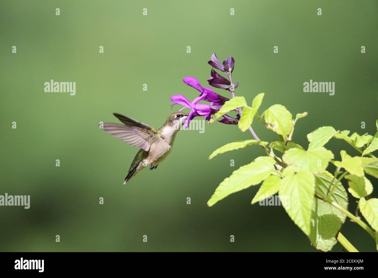 Rubinkehlchen Kolibris Archilochus colubris Besuch lila Salvia Blumen in Sommer auf Nektar zu ernähren Stockfoto