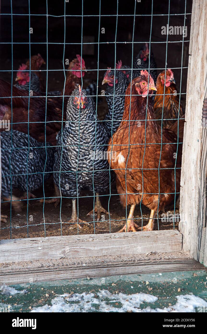 Hühner im Winter Coop, diese Hühner sind hinter einem Käfig Stift, einige braun etwas schwarz und weiß, ländliche Vogelszene. Stockfoto