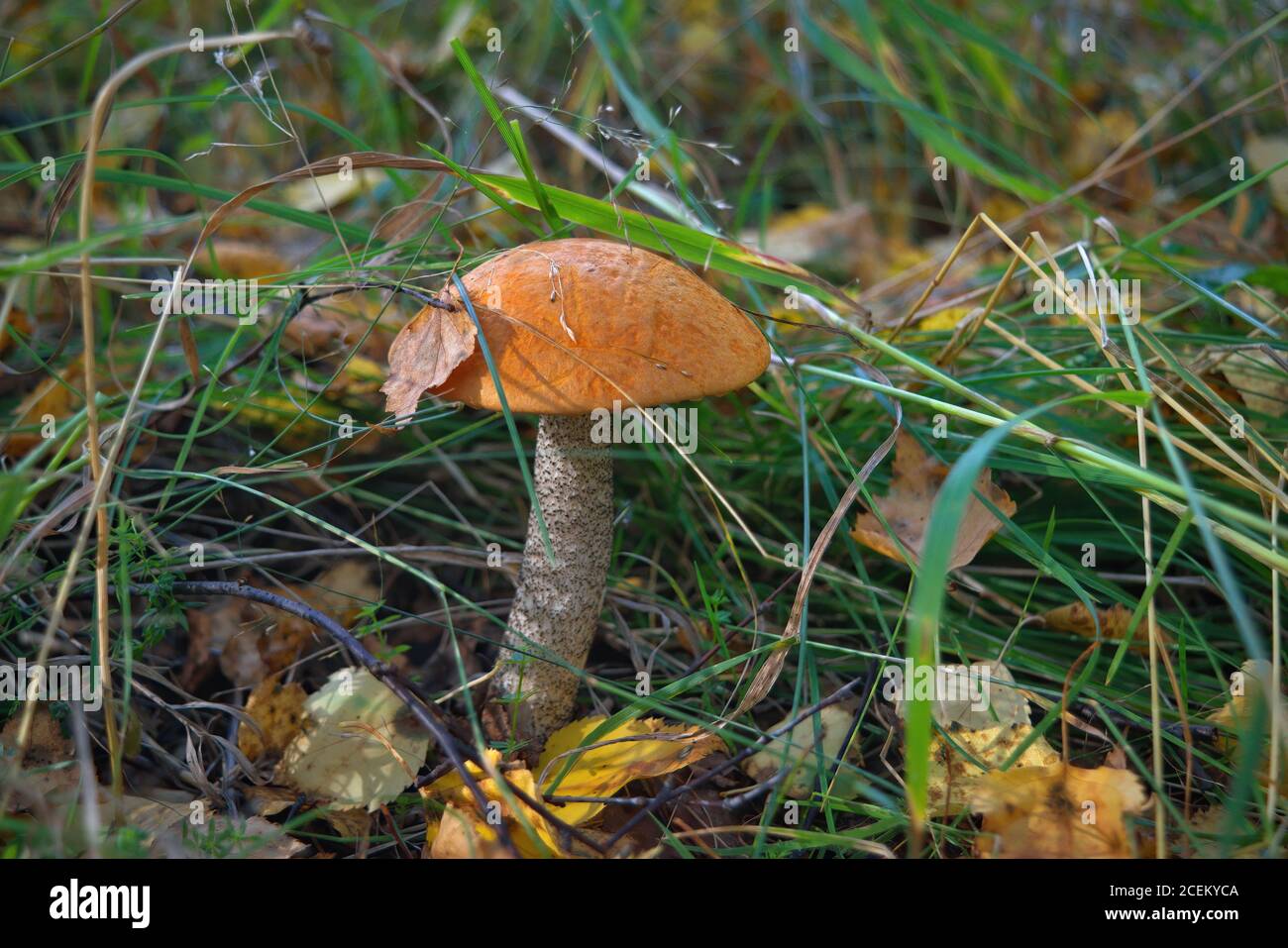 Essbarer Pilz Leccinum aurantiacum mit orangen Kappen. Stockfoto