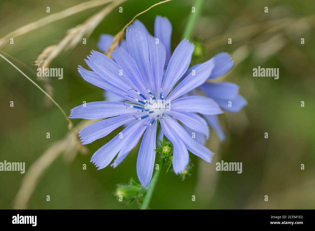 Zichorien Blumen in Blüte im Sommer Stockfoto