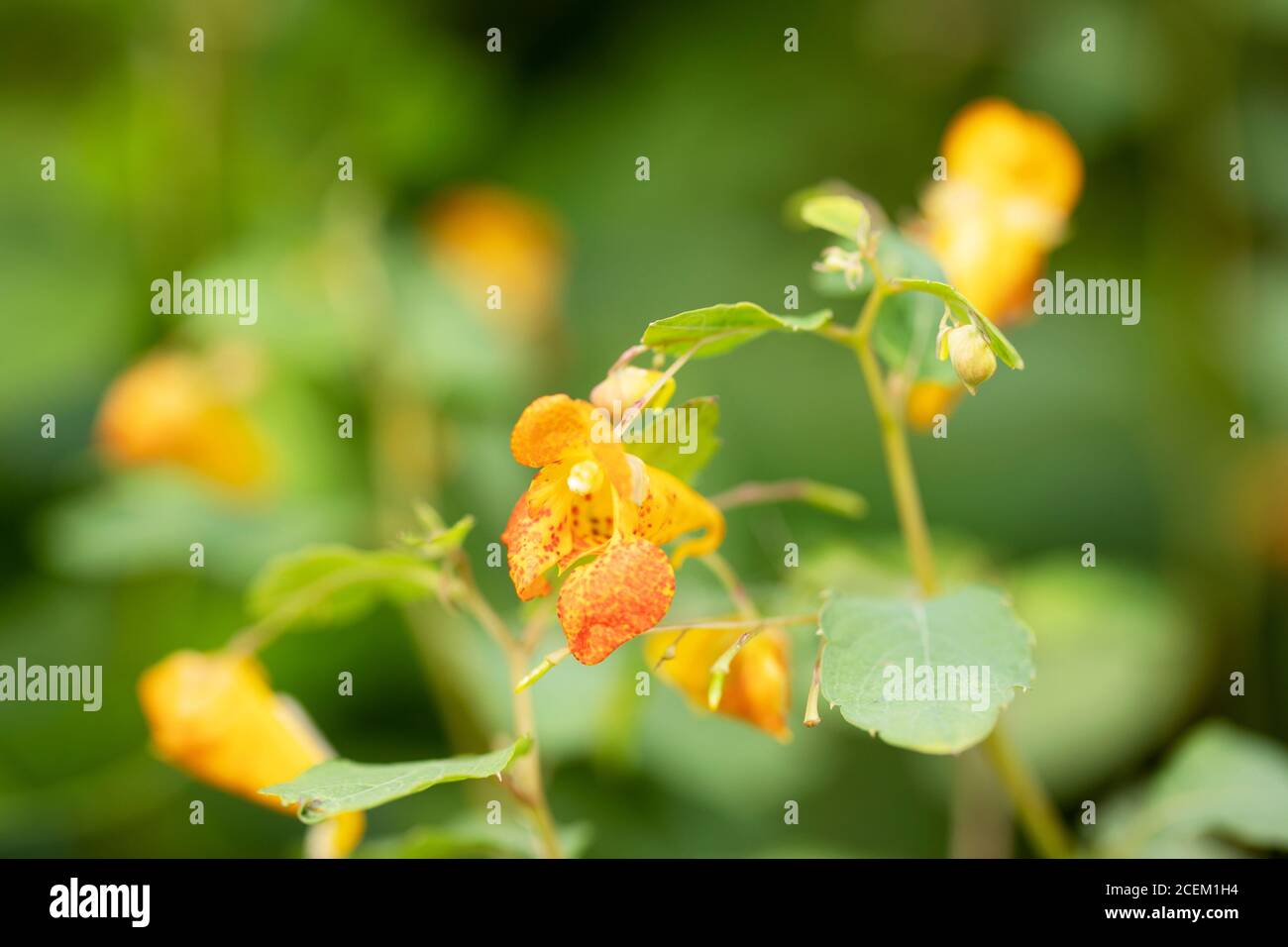 Gewöhnlicher Edelkrautling (Impatiens capensis) auch bekannt als Orangenblütling, Gefleckter Edelkrautling, Gefleckter Touch-Me-Not oder Orangenbalsam, in Massachusetts. Stockfoto