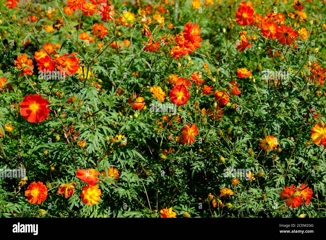 Bolivien Santa Cruz de la Sierra - Orange Cosmos Blumen (Cosmos sulfureus) Stockfoto