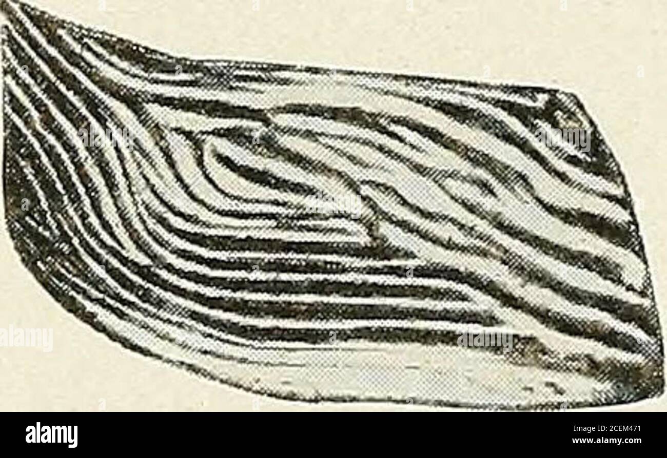 . Raleigh County und die westlichen Teile der Grafschaften Mercer und Summers. 11. 14 Fossilien aus der Pottsville Serie. INDEX ZU SPEZIES. (Kursive Namen sind Synonyme; Abbildungen in schwarzer Schrift enthalten Seitenzahlen, auf denen ausführliche Beschreibungen erscheinen; Abbildungen in kursiver Schrift bezeichnen Abbildungen auf Tafeln.) PageAcanthopecten carboniferus. . .719, 720 Aclisina 728, 729 conditi 729 conditi?...673, 677, 678,679,728,729 sp 673, 677, 678, 679, 729 stevensiana 673, 678, 679, 728, 729 sallowiana 729 Allerisma costatum 708 granosum 724 guvandotensis *.. .. 669, 670, 673, 674, 677, 678, 679,682, 683, 723, 73 Stockfoto
