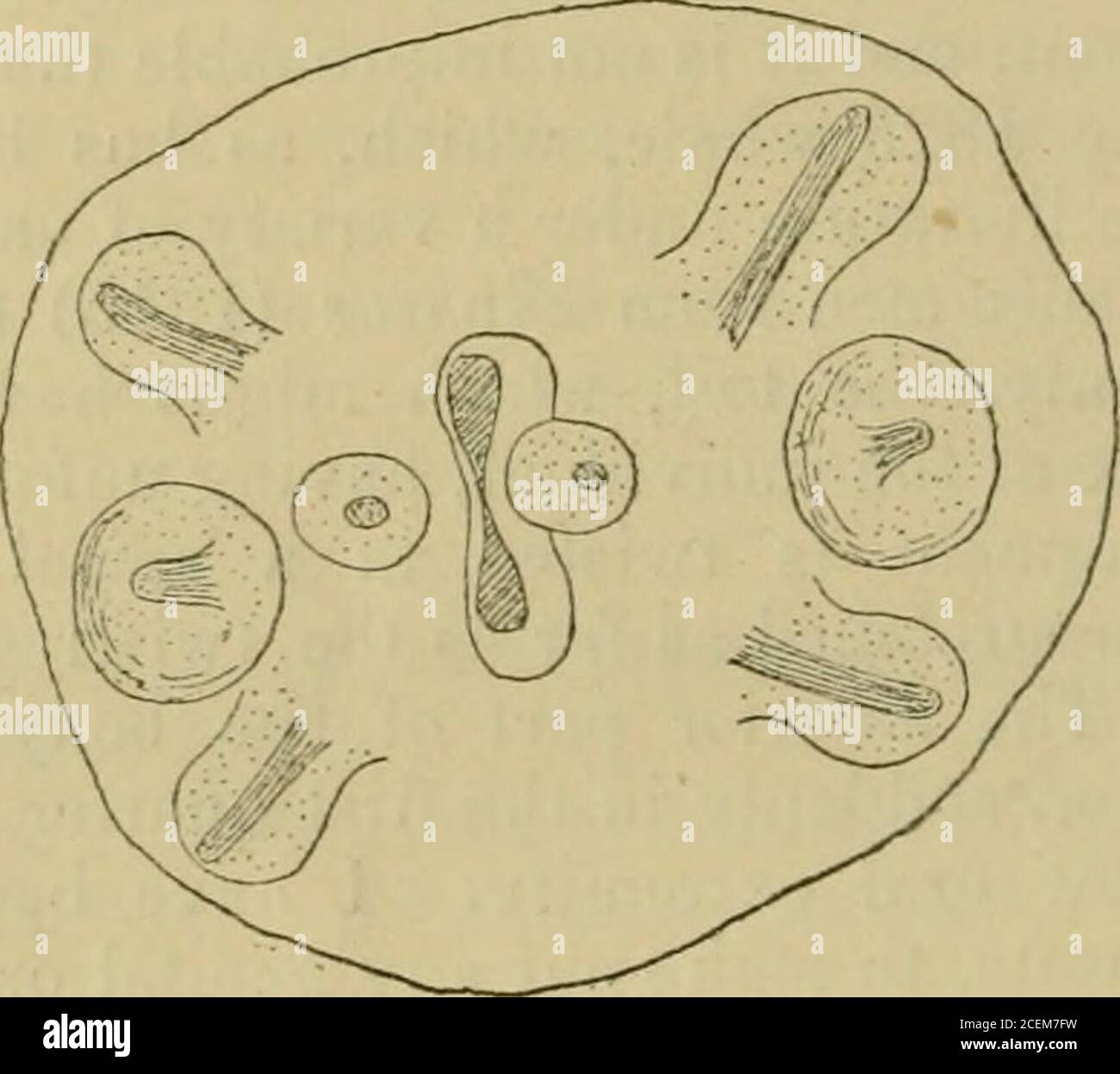 . Die Annalen und die Zeitschrift der Naturgeschichte; Zoologie, Botanik und Geologie. Achse verläuft nicht in einer transversebut in einer dorso-ventralen Richtung. Sein Rand ist zwar auffällig, aber kaum tumid. Es ist ausgekleidet vvvvith eine sehr dicke Nagelhaut, die eine Invagination der äußeren Nagelhaut von * L. c. pi ist. Hi, Abb. 5. 14:8 auf Crassicauda crassicauda [Krepl.) und seine Heerscharen. Der Körper. Der Ausdruck nodulis experte würde erscheinen, um zu bedeuten, dass Tliat Creplin keine zirkumorale Papillfe beobachtet hat.Ich habe mich jedoch damit zufrieden gegeben, dass Tliese vorhanden sind und eine bestimmte Anordnung haben. Auf beiden Seiten der Moutl Stockfoto