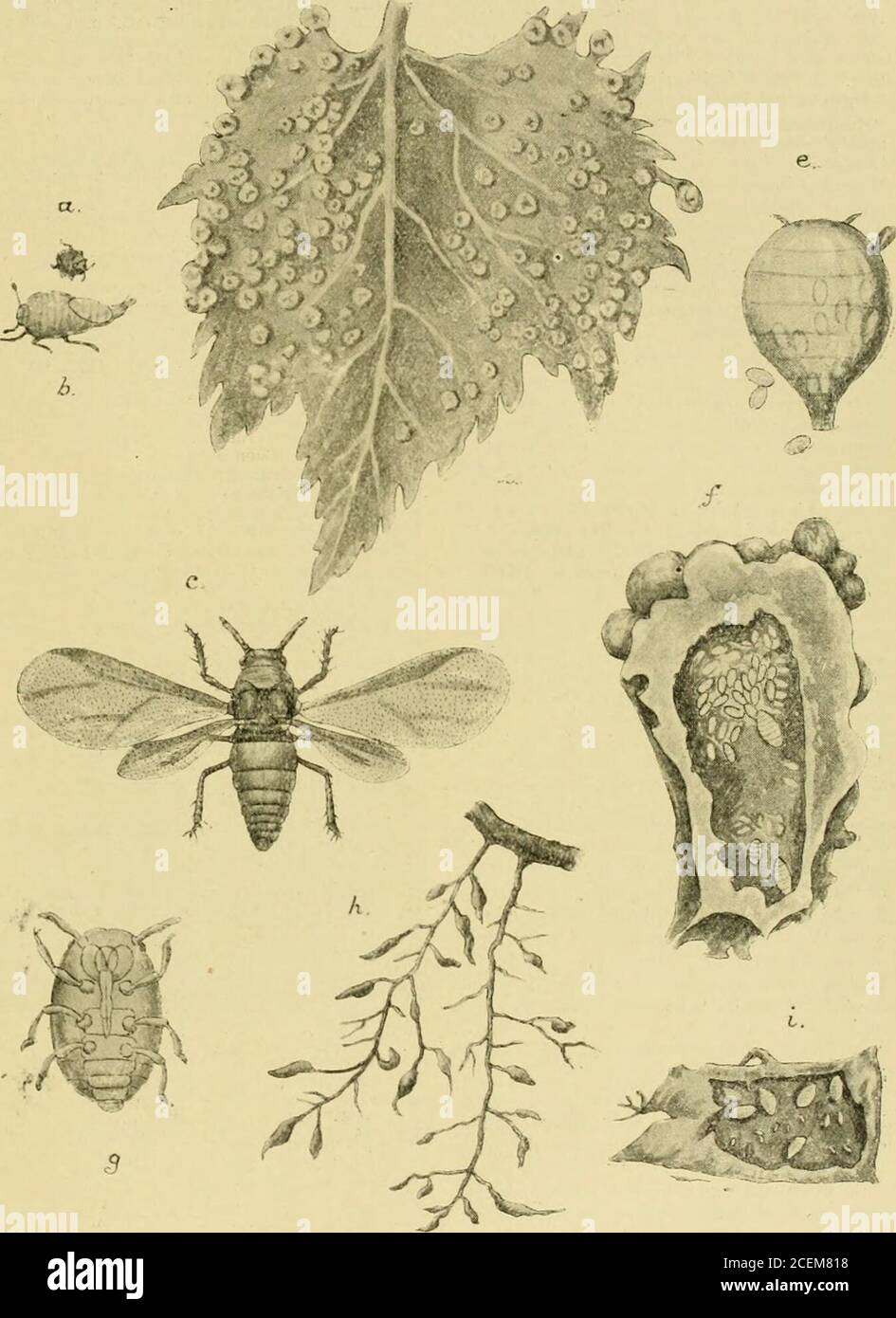 . Die Gärtnerchronik : eine wöchentlich illustrierte Zeitschrift über Gartenbau und verwandte Themen. 2, 7. Dezember 1912, Februar^und 1. März 1913. t nach Bucktoi Marlatt (USA: FarmerBulletin, Nr. 70) sagt, dass die Phylloxera wurde Frankreich etwa 1859 auf verwurzelten amerikanischen Reben. Ment von verschiedenen Regierungen der Untersuchungskommissare. Heute haben sich eine Anzahl von Ländern zusammengeschlossen und sich zusammengetan, um eine Phylloxera-Konvention gegen die Vine-Laus zu promulgieren, aber Großbritannien ist keine Vertragspartei dieses Übereinkommens. Thepest ist weit verbreitet in Europa und Nordamerika, und oc Stockfoto