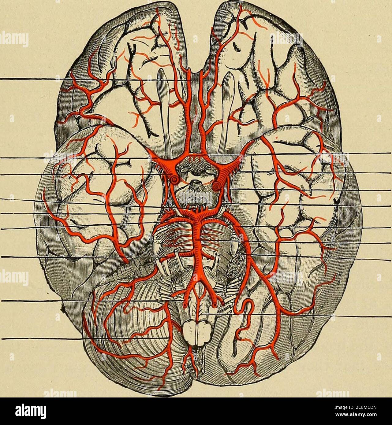 . Erkrankungen des Nervensystems : für den Hausarzt und Studenten. Abb. 44. – mittlere zerebrale Arterie und Zweige. {Gordinier, nach Quain und Charcot.) Cent. Antero-laterale Gruppe von Ganglionarterien. 1. Arteria externalis frontalis inferior.2. Arteria frontalis ascendens 3. Arteria parietalis ascendens. 4. Arteria parieto-temporalis. Arteria cerebralis anterior mittlere zerebrale ArteryArteria carotis internPoster o-medianperforierungPosteriore cerebralarterySuperior cerebellarararararararteria nleriore inferiorcerebellare Arteria vertebralis posterior inferiorcerebellare. Arteria communica anterior Stockfoto